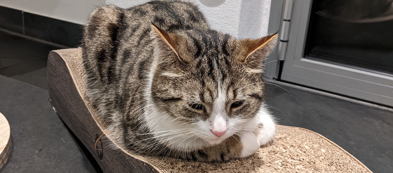cat
